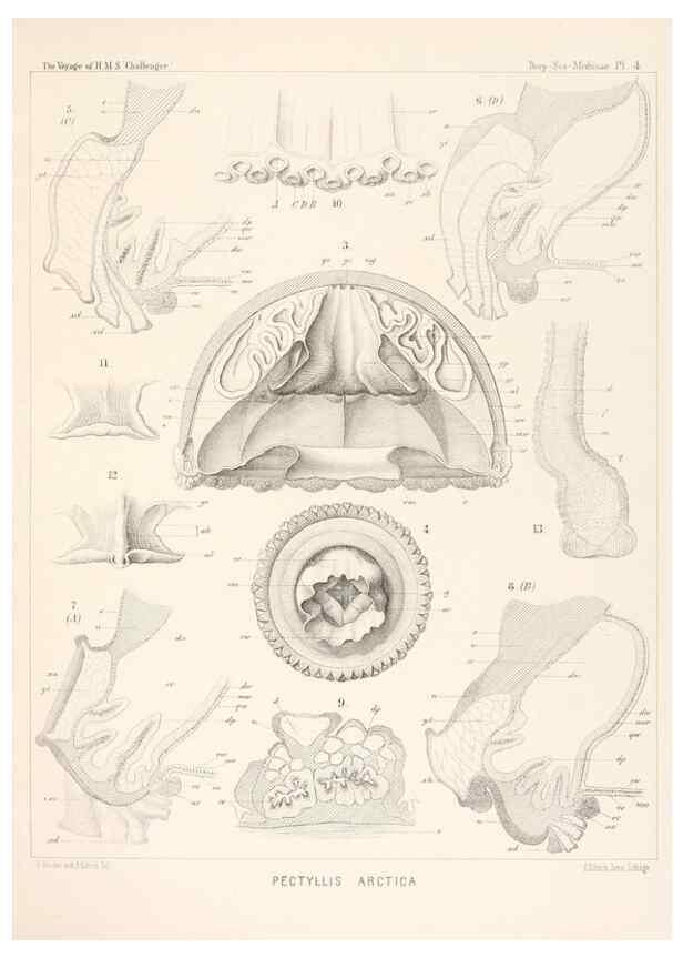 Reproducción/Reproduction 36283303713: Report on the scientific results of the voyage of H.M.S. Challenger during the years 1873-76 under the command of Captain George S. Nares .... Edinburgh :Neill,1880-1895.