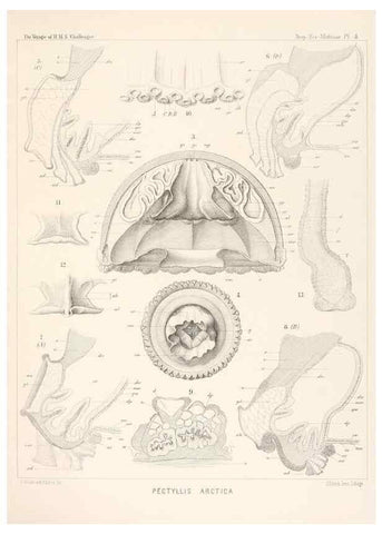 Reproducción/Reproduction 36283303713: Report on the scientific results of the voyage of H.M.S. Challenger during the years 1873-76 under the command of Captain George S. Nares .... Edinburgh :Neill,1880-1895.
