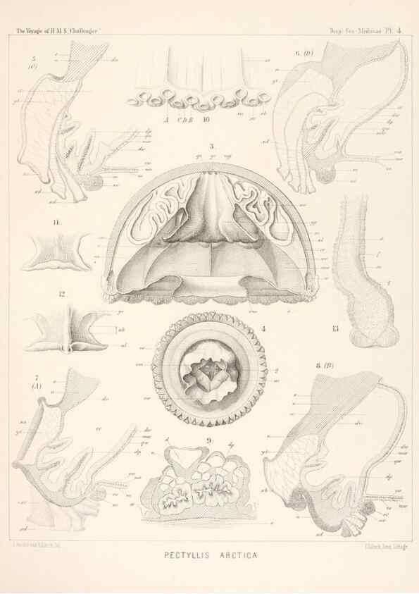 Reproducción/Reproduction 36283303713: Report on the scientific results of the voyage of H.M.S. Challenger during the years 1873-76 under the command of Captain George S. Nares .... Edinburgh :Neill,1880-1895.