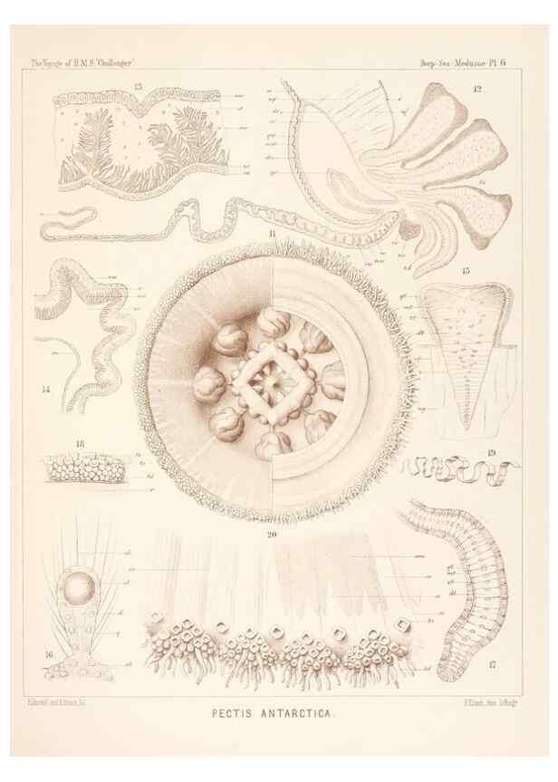 Reproducción/Reproduction 37096162015: Report on the scientific results of the voyage of H.M.S. Challenger during the years 1873-76 under the command of Captain George S. Nares .... Edinburgh :Neill,1880-1895.
