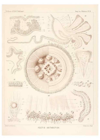 Reproducción/Reproduction 37096162015: Report on the scientific results of the voyage of H.M.S. Challenger during the years 1873-76 under the command of Captain George S. Nares .... Edinburgh :Neill,1880-1895.
