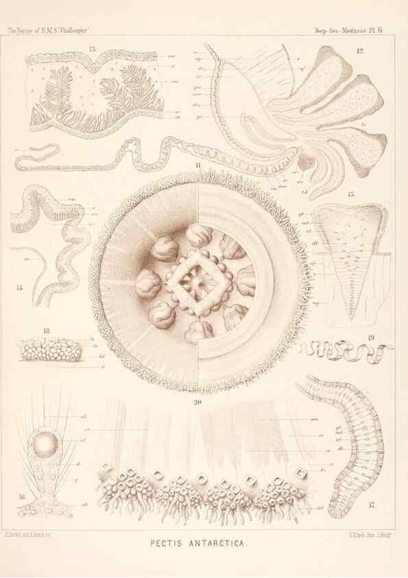 Reproducción/Reproduction 37096162015: Report on the scientific results of the voyage of H.M.S. Challenger during the years 1873-76 under the command of Captain George S. Nares .... Edinburgh :Neill,1880-1895.