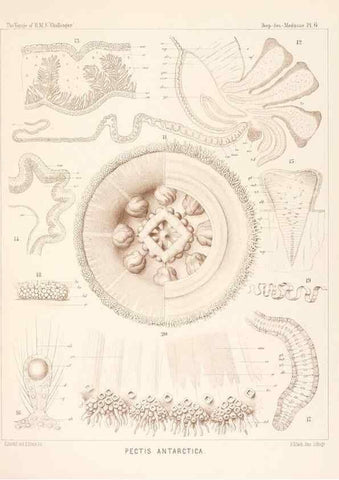 Reproducción/Reproduction 37096162015: Report on the scientific results of the voyage of H.M.S. Challenger during the years 1873-76 under the command of Captain George S. Nares .... Edinburgh :Neill,1880-1895.