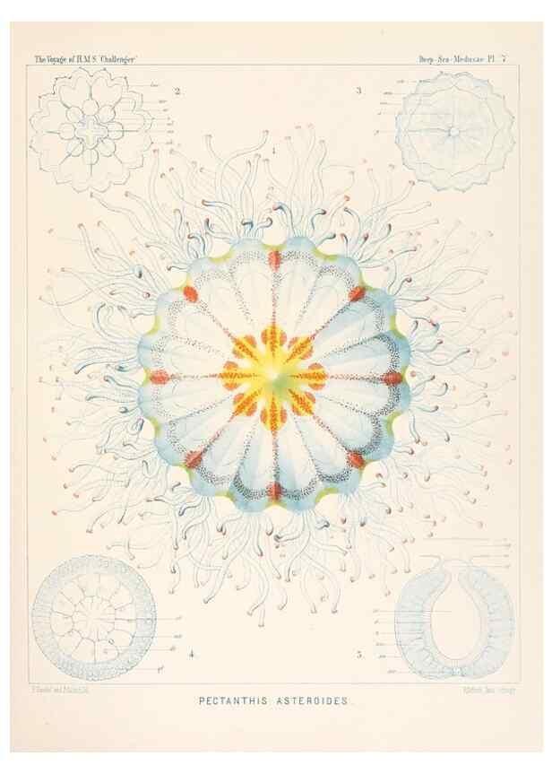 Reproducción/Reproduction 37096163665: Report on the scientific results of the voyage of H.M.S. Challenger during the years 1873-76 under the command of Captain George S. Nares .... Edinburgh :Neill,1880-1895.