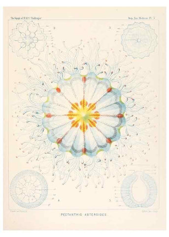 Reproducción/Reproduction 37096163665: Report on the scientific results of the voyage of H.M.S. Challenger during the years 1873-76 under the command of Captain George S. Nares .... Edinburgh :Neill,1880-1895.