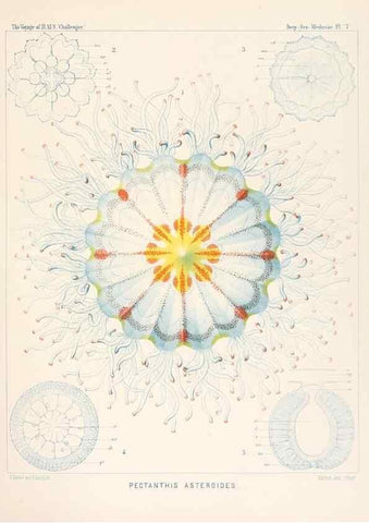 Reproducción/Reproduction 37096163665: Report on the scientific results of the voyage of H.M.S. Challenger during the years 1873-76 under the command of Captain George S. Nares .... Edinburgh :Neill,1880-1895.