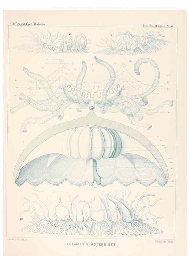 Reproducción/Reproduction 37096165505: Report on the scientific results of the voyage of H.M.S. Challenger during the years 1873-76 under the command of Captain George S. Nares .... Edinburgh :Neill,1880-1895.