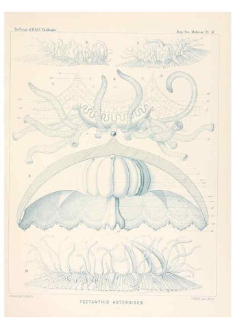 Reproducción/Reproduction 37096165505: Report on the scientific results of the voyage of H.M.S. Challenger during the years 1873-76 under the command of Captain George S. Nares .... Edinburgh :Neill,1880-1895.