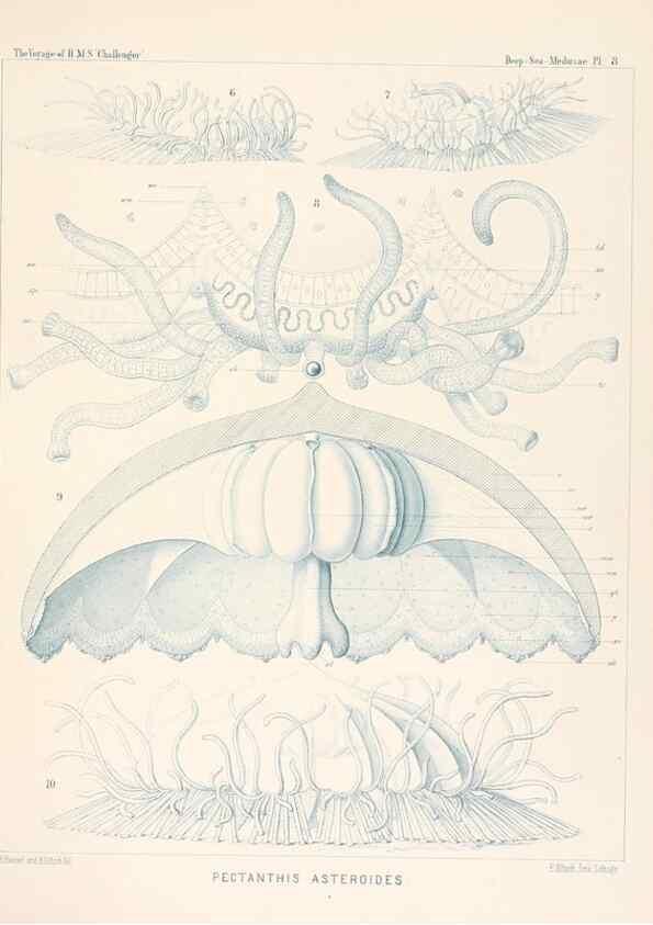 Reproducción/Reproduction 37096165505: Report on the scientific results of the voyage of H.M.S. Challenger during the years 1873-76 under the command of Captain George S. Nares .... Edinburgh :Neill,1880-1895.