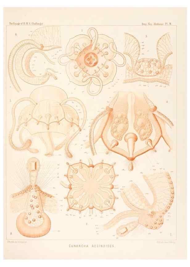 Reproducción/Reproduction 37096167615: Report on the scientific results of the voyage of H.M.S. Challenger during the years 1873-76 under the command of Captain George S. Nares .... Edinburgh :Neill,1880-1895.
