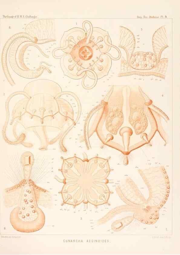 Reproducción/Reproduction 37096167615: Report on the scientific results of the voyage of H.M.S. Challenger during the years 1873-76 under the command of Captain George S. Nares .... Edinburgh :Neill,1880-1895.