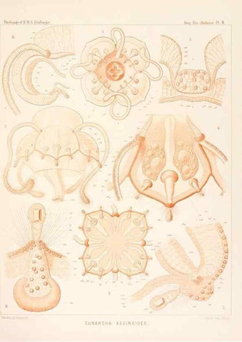 Reproducción/Reproduction 37096167615: Report on the scientific results of the voyage of H.M.S. Challenger during the years 1873-76 under the command of Captain George S. Nares .... Edinburgh :Neill,1880-1895.