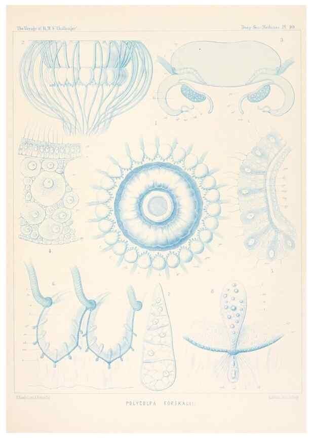 Reproducción/Reproduction 37096169265: Report on the scientific results of the voyage of H.M.S. Challenger during the years 1873-76 under the command of Captain George S. Nares .... Edinburgh :Neill,1880-1895.