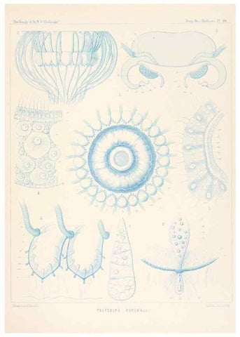Reproducción/Reproduction 37096169265: Report on the scientific results of the voyage of H.M.S. Challenger during the years 1873-76 under the command of Captain George S. Nares .... Edinburgh :Neill,1880-1895.