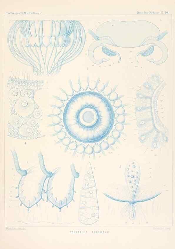 Reproducción/Reproduction 37096169265: Report on the scientific results of the voyage of H.M.S. Challenger during the years 1873-76 under the command of Captain George S. Nares .... Edinburgh :Neill,1880-1895.