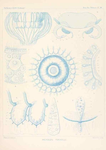 Reproducción/Reproduction 37096169265: Report on the scientific results of the voyage of H.M.S. Challenger during the years 1873-76 under the command of Captain George S. Nares .... Edinburgh :Neill,1880-1895.