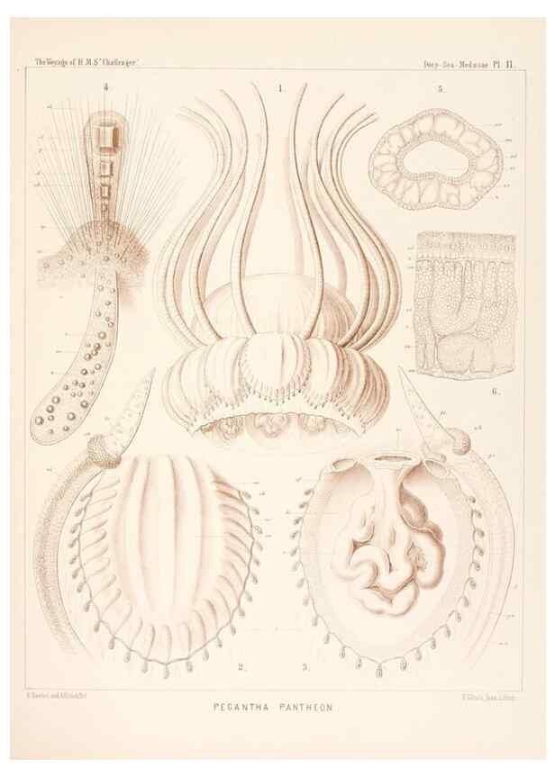 Reproducción/Reproduction 37096171075: Report on the scientific results of the voyage of H.M.S. Challenger during the years 1873-76 under the command of Captain George S. Nares .... Edinburgh :Neill,1880-1895.