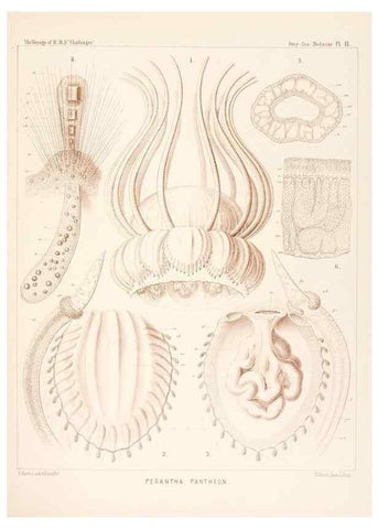Reproducción/Reproduction 37096171075: Report on the scientific results of the voyage of H.M.S. Challenger during the years 1873-76 under the command of Captain George S. Nares .... Edinburgh :Neill,1880-1895.