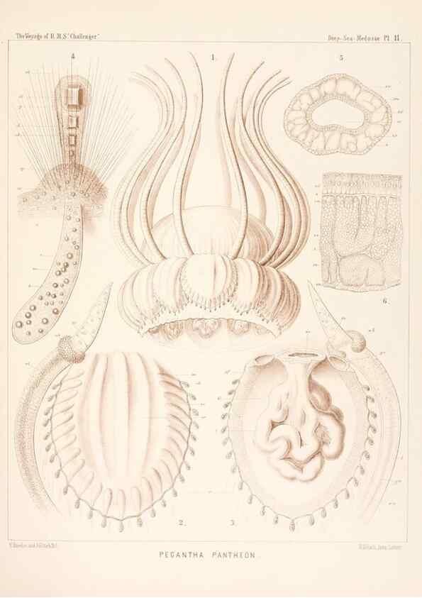 Reproducción/Reproduction 37096171075: Report on the scientific results of the voyage of H.M.S. Challenger during the years 1873-76 under the command of Captain George S. Nares .... Edinburgh :Neill,1880-1895.