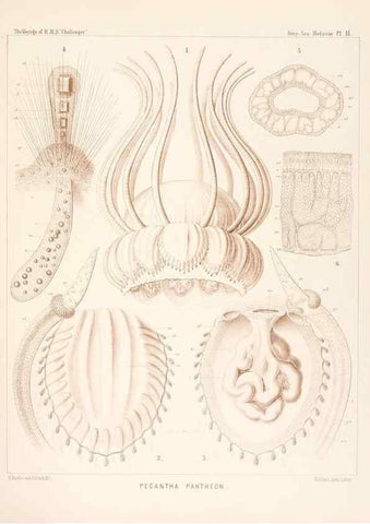Reproducción/Reproduction 37096171075: Report on the scientific results of the voyage of H.M.S. Challenger during the years 1873-76 under the command of Captain George S. Nares .... Edinburgh :Neill,1880-1895.