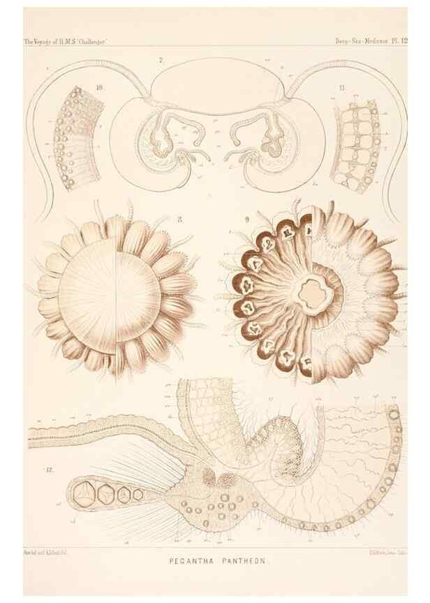 Reproducción/Reproduction 37096173655: Report on the scientific results of the voyage of H.M.S. Challenger during the years 1873-76 under the command of Captain George S. Nares .... Edinburgh :Neill,1880-1895.