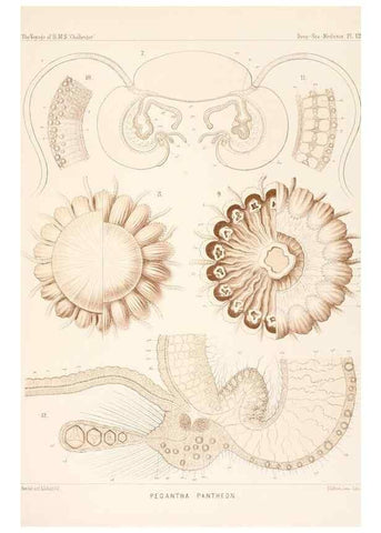 Reproducción/Reproduction 37096173655: Report on the scientific results of the voyage of H.M.S. Challenger during the years 1873-76 under the command of Captain George S. Nares .... Edinburgh :Neill,1880-1895.