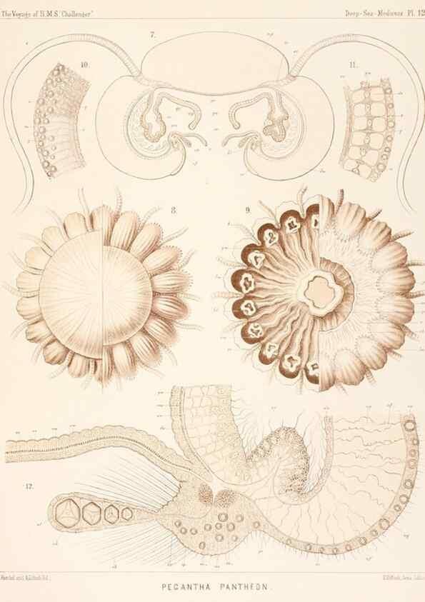 Reproducción/Reproduction 37096173655: Report on the scientific results of the voyage of H.M.S. Challenger during the years 1873-76 under the command of Captain George S. Nares .... Edinburgh :Neill,1880-1895.