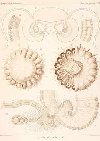 Reproducción/Reproduction 37096173655: Report on the scientific results of the voyage of H.M.S. Challenger during the years 1873-76 under the command of Captain George S. Nares .... Edinburgh :Neill,1880-1895.
