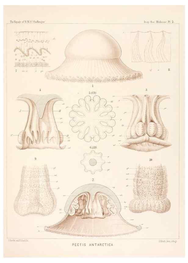 Reproducción/Reproduction 37096160095: Report on the scientific results of the voyage of H.M.S. Challenger during the years 1873-76 under the command of Captain George S. Nares .... Edinburgh :Neill,1880-1895.