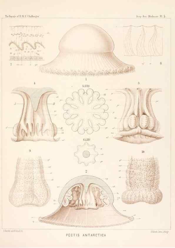Reproducción/Reproduction 37096160095: Report on the scientific results of the voyage of H.M.S. Challenger during the years 1873-76 under the command of Captain George S. Nares .... Edinburgh :Neill,1880-1895.
