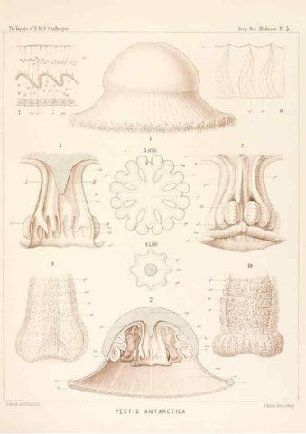 Reproducción/Reproduction 37096160095: Report on the scientific results of the voyage of H.M.S. Challenger during the years 1873-76 under the command of Captain George S. Nares .... Edinburgh :Neill,1880-1895.