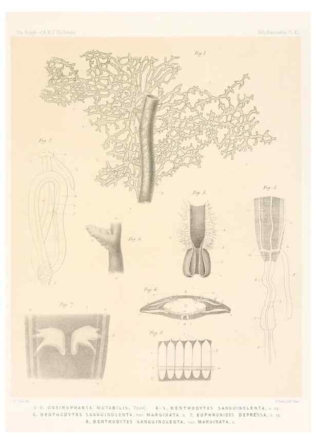 Reproducción/Reproduction 36261117104: Report on the scientific results of the voyage of H.M.S. Challenger during the years 1873-76 under the command of Captain George S. Nares .... Edinburgh :Neill,1880-1895.