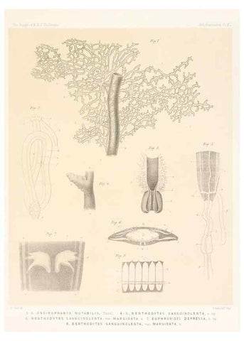 Reproducción/Reproduction 36261117104: Report on the scientific results of the voyage of H.M.S. Challenger during the years 1873-76 under the command of Captain George S. Nares .... Edinburgh :Neill,1880-1895.