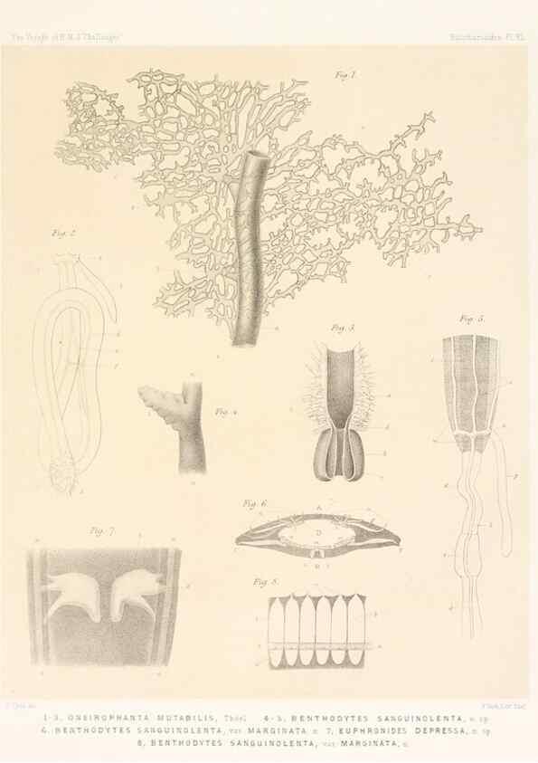 Reproducción/Reproduction 36261117104: Report on the scientific results of the voyage of H.M.S. Challenger during the years 1873-76 under the command of Captain George S. Nares .... Edinburgh :Neill,1880-1895.