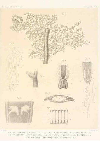 Reproducción/Reproduction 36261117104: Report on the scientific results of the voyage of H.M.S. Challenger during the years 1873-76 under the command of Captain George S. Nares .... Edinburgh :Neill,1880-1895.
