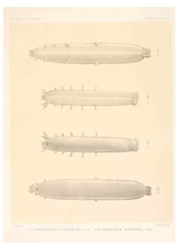 Reproducción/Reproduction 37096207455: Report on the scientific results of the voyage of H.M.S. Challenger during the years 1873-76 under the command of Captain George S. Nares .... Edinburgh :Neill,1880-1895.