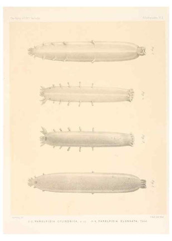 Reproducción/Reproduction 37096207455: Report on the scientific results of the voyage of H.M.S. Challenger during the years 1873-76 under the command of Captain George S. Nares .... Edinburgh :Neill,1880-1895.