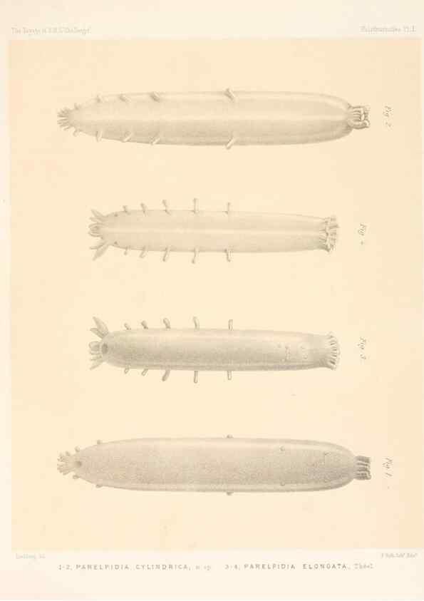 Reproducción/Reproduction 37096207455: Report on the scientific results of the voyage of H.M.S. Challenger during the years 1873-76 under the command of Captain George S. Nares .... Edinburgh :Neill,1880-1895.