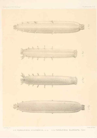 Reproducción/Reproduction 37096207455: Report on the scientific results of the voyage of H.M.S. Challenger during the years 1873-76 under the command of Captain George S. Nares .... Edinburgh :Neill,1880-1895.