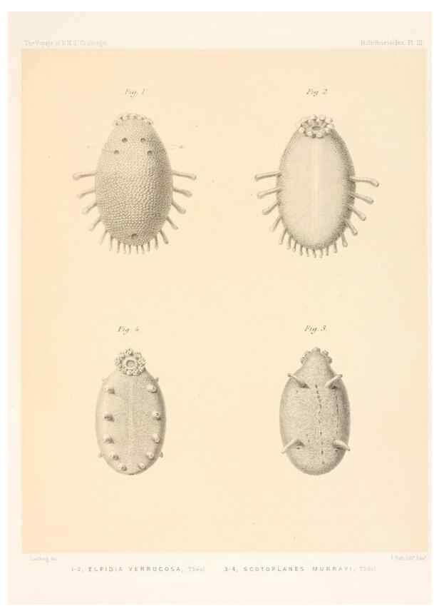 Reproducción/Reproduction 36261064814: Report on the scientific results of the voyage of H.M.S. Challenger during the years 1873-76 under the command of Captain George S. Nares .... Edinburgh :Neill,1880-1895.