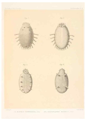 Reproducción/Reproduction 36261064814: Report on the scientific results of the voyage of H.M.S. Challenger during the years 1873-76 under the command of Captain George S. Nares .... Edinburgh :Neill,1880-1895.