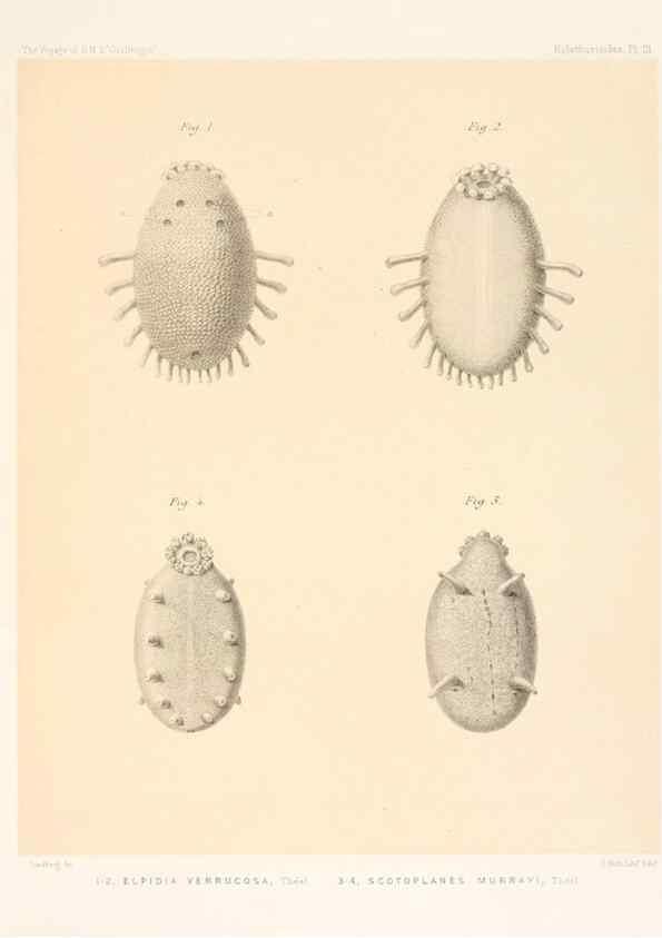 Reproducción/Reproduction 36261064814: Report on the scientific results of the voyage of H.M.S. Challenger during the years 1873-76 under the command of Captain George S. Nares .... Edinburgh :Neill,1880-1895.