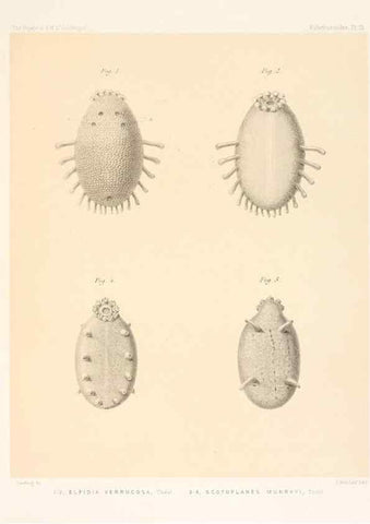 Reproducción/Reproduction 36261064814: Report on the scientific results of the voyage of H.M.S. Challenger during the years 1873-76 under the command of Captain George S. Nares .... Edinburgh :Neill,1880-1895.