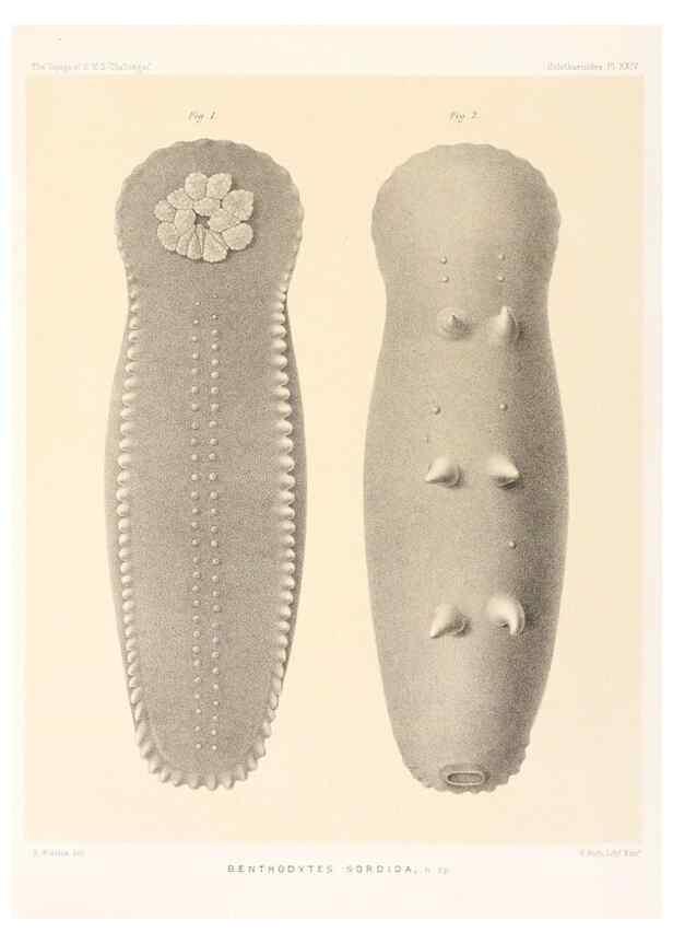 Reproducción/Reproduction 36954678261: Report on the scientific results of the voyage of H.M.S. Challenger during the years 1873-76 under the command of Captain George S. Nares .... Edinburgh :Neill,1880-1895.
