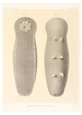 Reproducción/Reproduction 36954678261: Report on the scientific results of the voyage of H.M.S. Challenger during the years 1873-76 under the command of Captain George S. Nares .... Edinburgh :Neill,1880-1895.