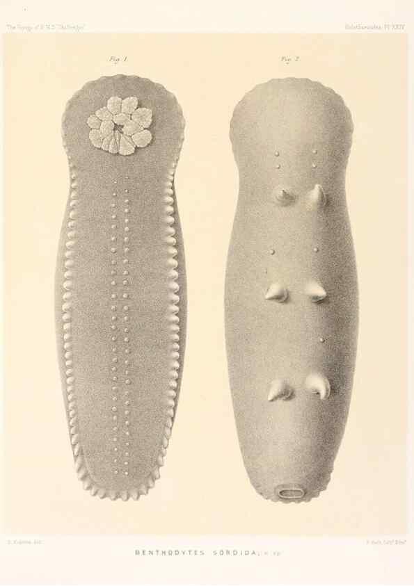 Reproducción/Reproduction 36954678261: Report on the scientific results of the voyage of H.M.S. Challenger during the years 1873-76 under the command of Captain George S. Nares .... Edinburgh :Neill,1880-1895.