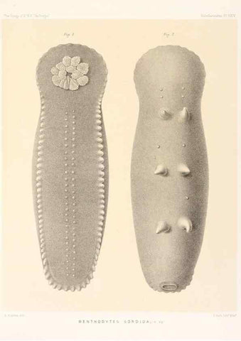 Reproducción/Reproduction 36954678261: Report on the scientific results of the voyage of H.M.S. Challenger during the years 1873-76 under the command of Captain George S. Nares .... Edinburgh :Neill,1880-1895.
