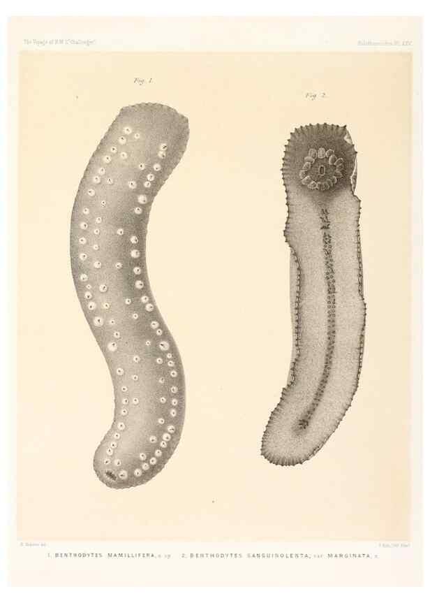 Reproducción/Reproduction 36699909040: Report on the scientific results of the voyage of H.M.S. Challenger during the years 1873-76 under the command of Captain George S. Nares .... Edinburgh :Neill,1880-1895.