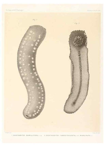 Reproducción/Reproduction 36699909040: Report on the scientific results of the voyage of H.M.S. Challenger during the years 1873-76 under the command of Captain George S. Nares .... Edinburgh :Neill,1880-1895.