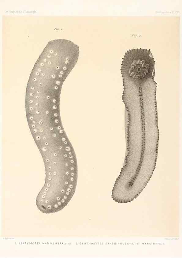 Reproducción/Reproduction 36699909040: Report on the scientific results of the voyage of H.M.S. Challenger during the years 1873-76 under the command of Captain George S. Nares .... Edinburgh :Neill,1880-1895.